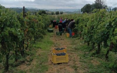 Vendemmia 2024 all’Istituto Agrario “Bruno Marchino” di Fabro: Innovazione e territorio grazie ai progetti dell’Area Interna Sud Ovest Orvietano