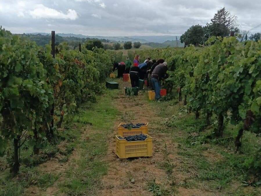 Vendemmia 2024 all’Istituto Agrario “Bruno Marchino” di Fabro: Innovazione e territorio grazie ai progetti dell’Area Interna Sud Ovest Orvietano